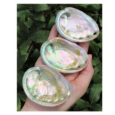 Abalone Shell Small $15