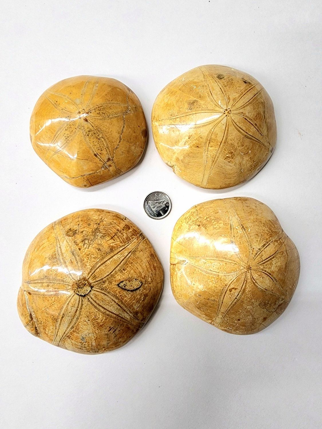 Sand Dollar / UrchinFossil