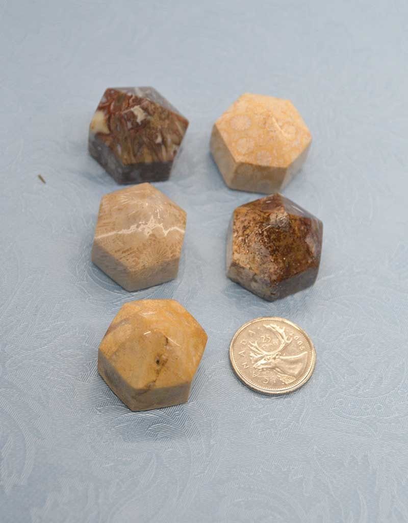 Coral Fossil Beehive Generator $27