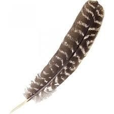 Single Turkey Feather 8-14&quot;