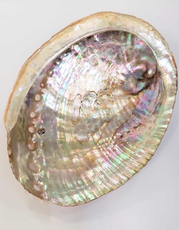 Abalone Shell Large