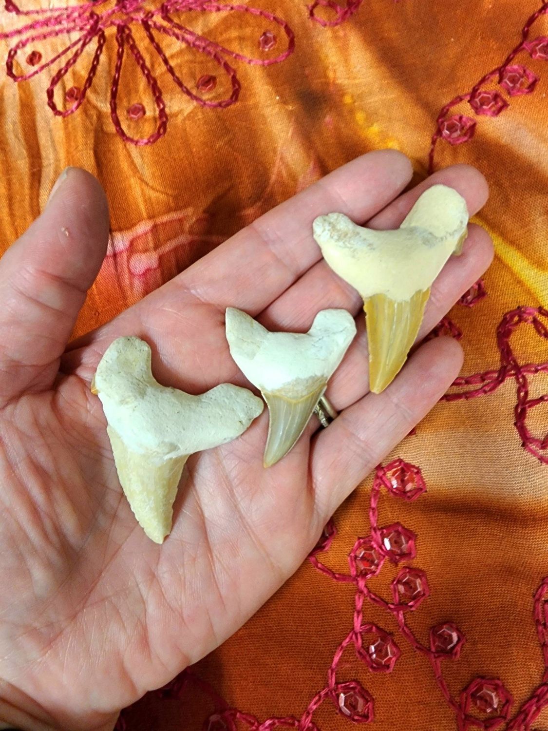 Fossil Shark Teeth