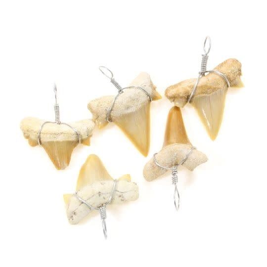 Shark Tooth Fossil Wrapped Pendant