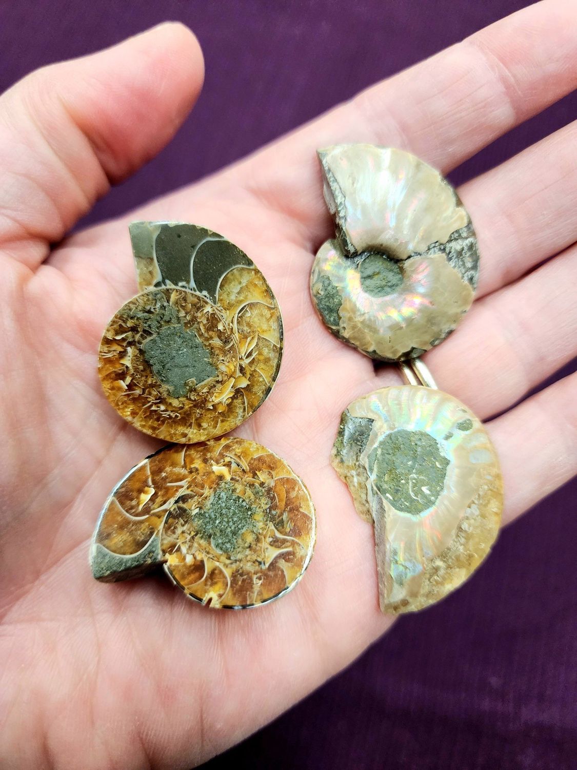 Ammonite Individual Halves