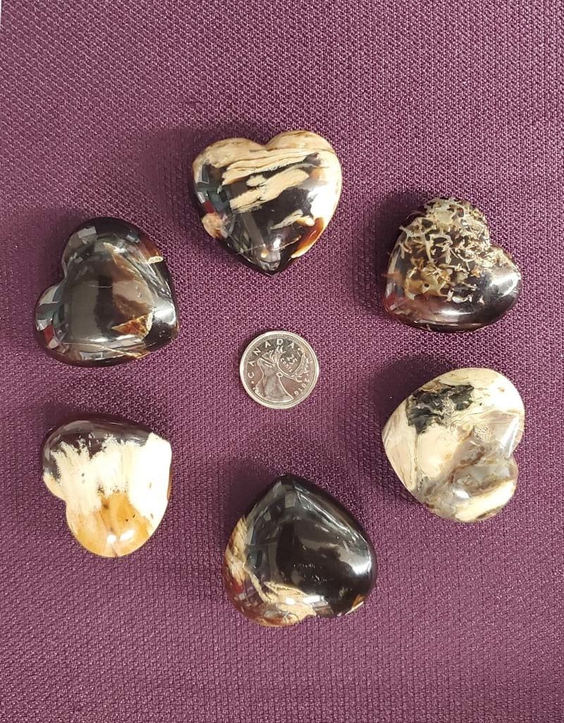 Zebra Amber Hearts