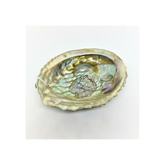 Abalone Shell