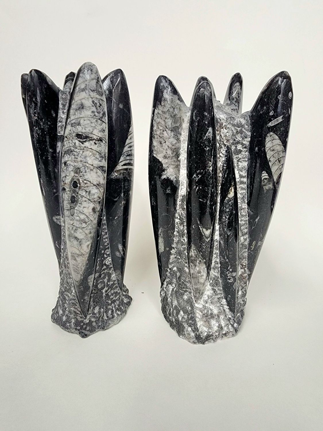 Fossil Orthoceras Cluster 7.5&quot;