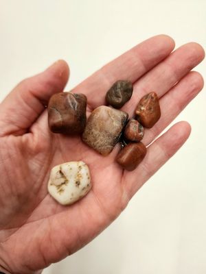 Gastrolith Fossils / Dinosaur Gizzard Stones