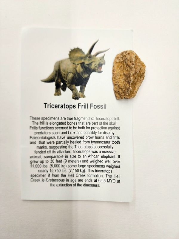 Triceratops Frill Fossil