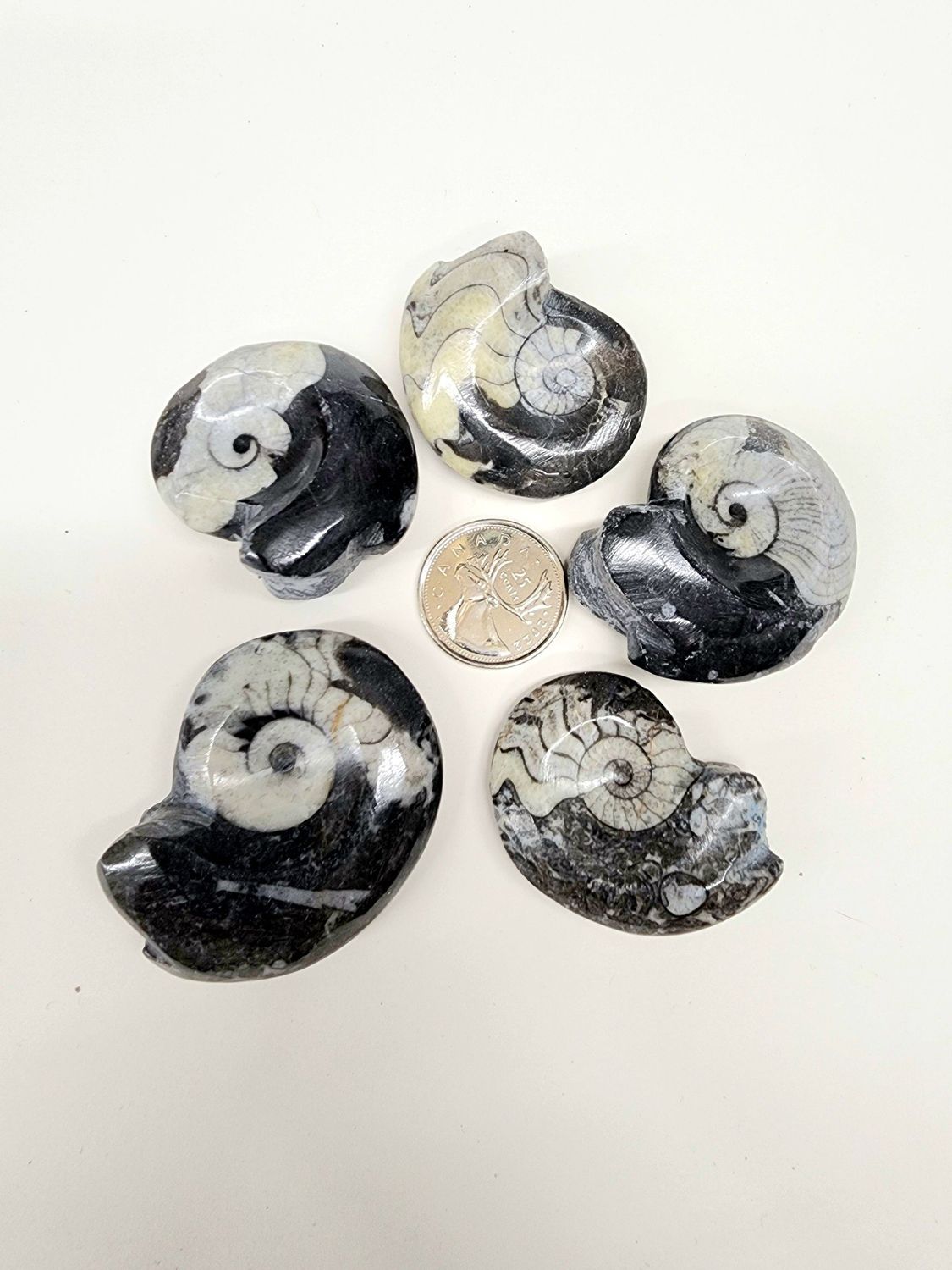 Goniatite Fossils