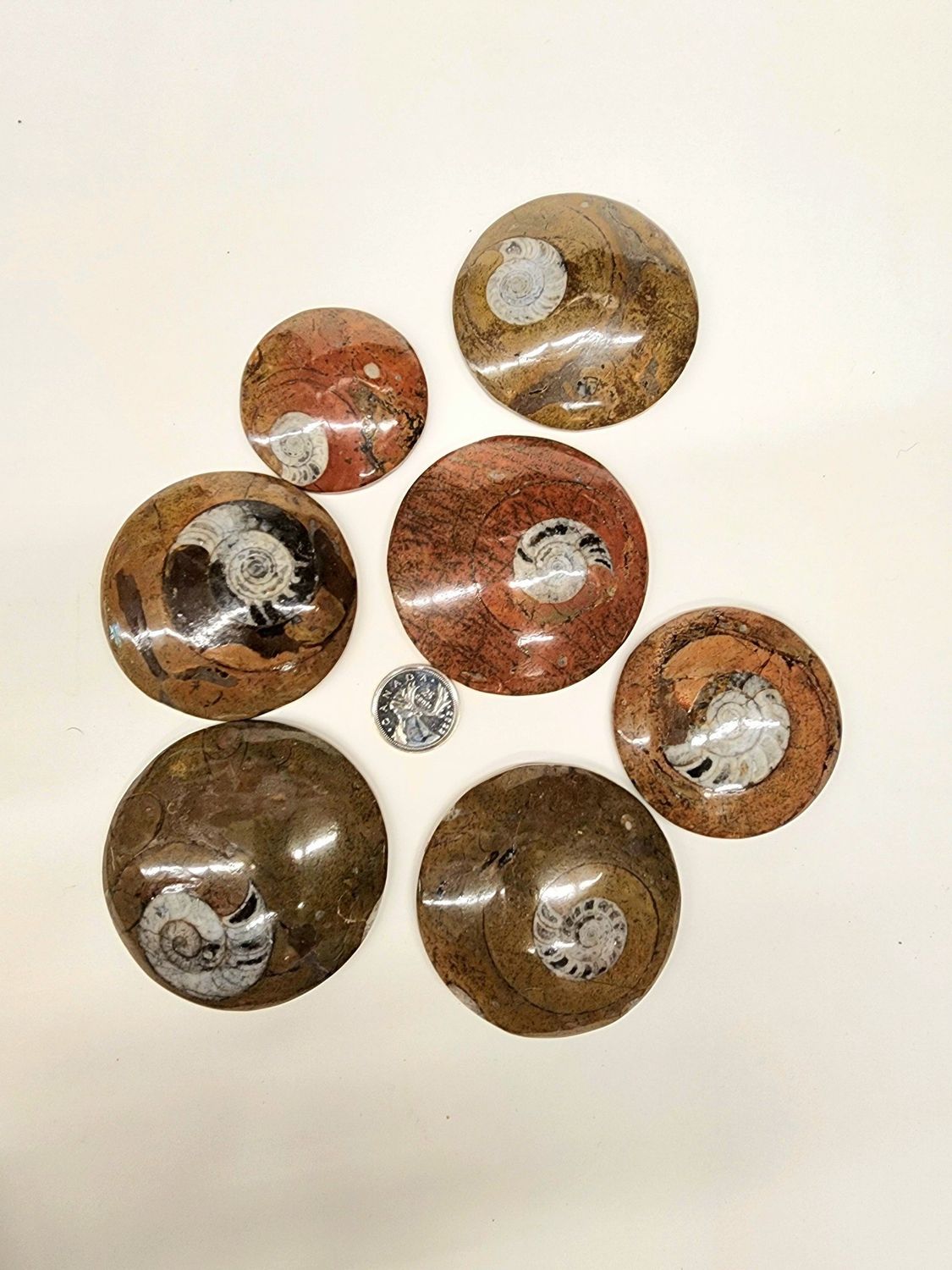 Fossil Ammonite Buttons