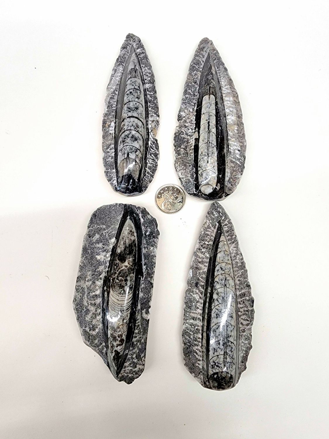 Orthoceras Fossil Specimen 4.25&quot; - 5.25&quot;