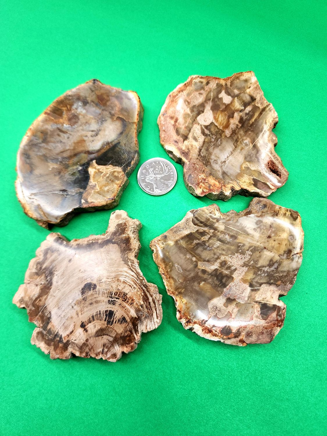 Petrified Wood Slices