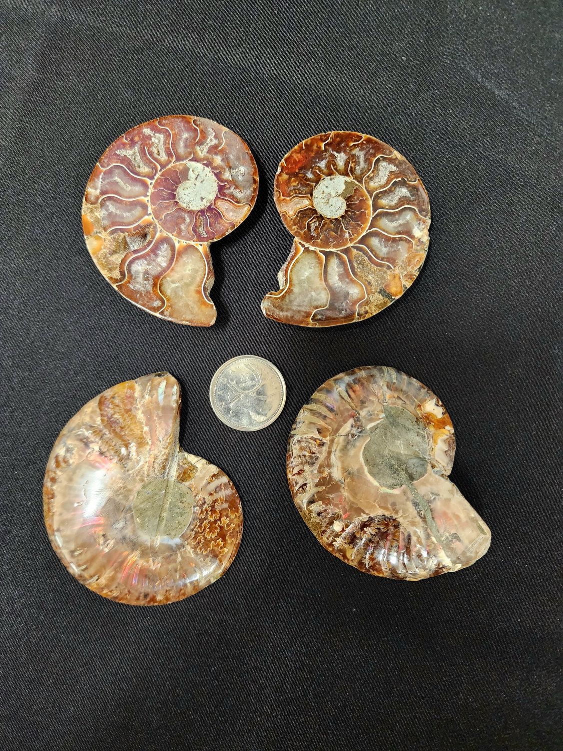 Ammonite Pair Large