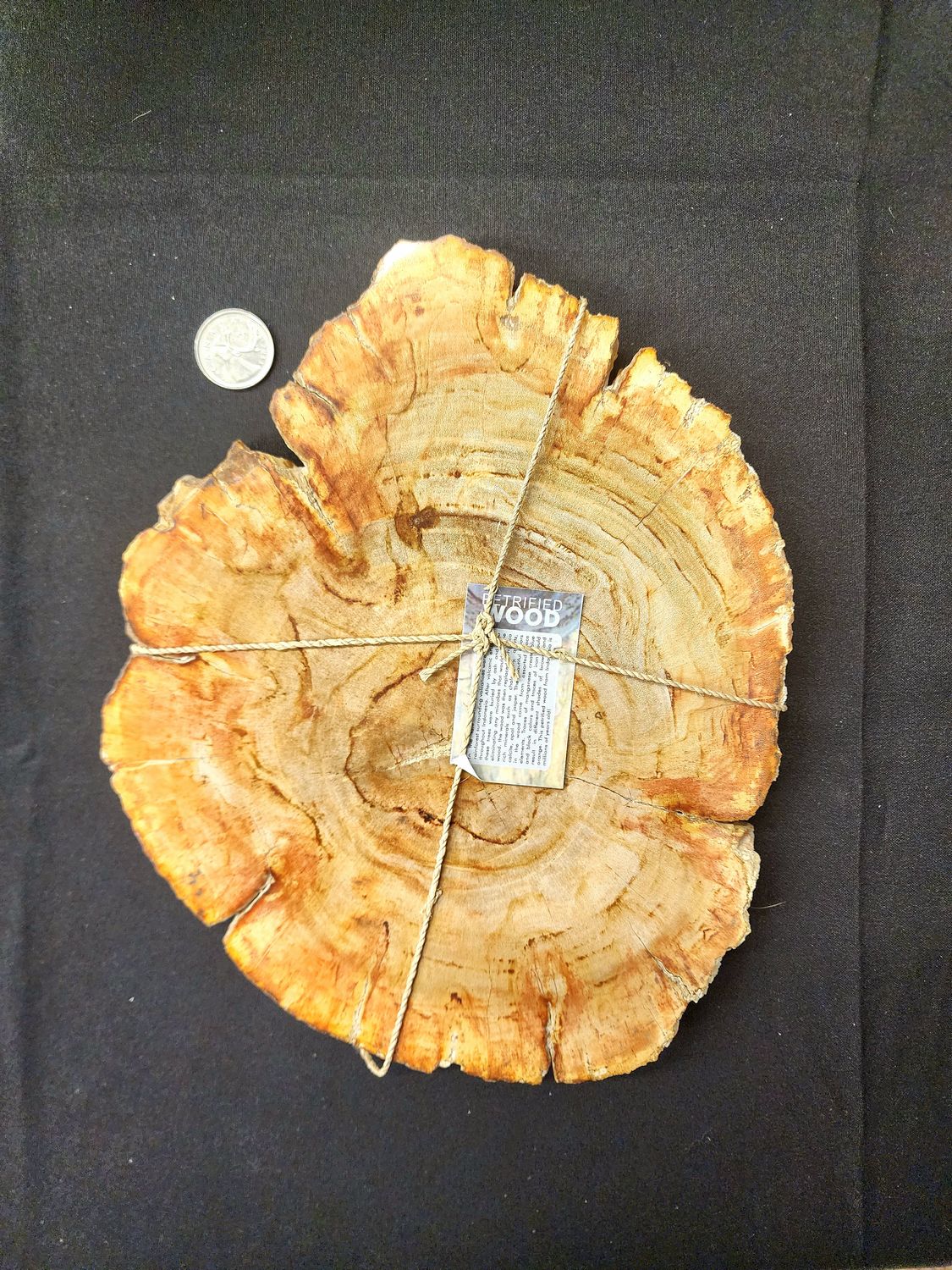 Petrified Wood Slab