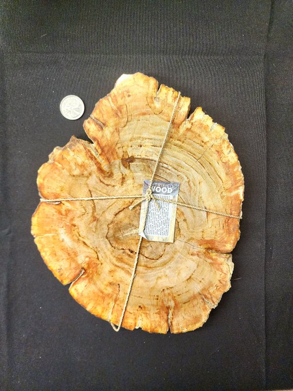 Petrified Wood Slab