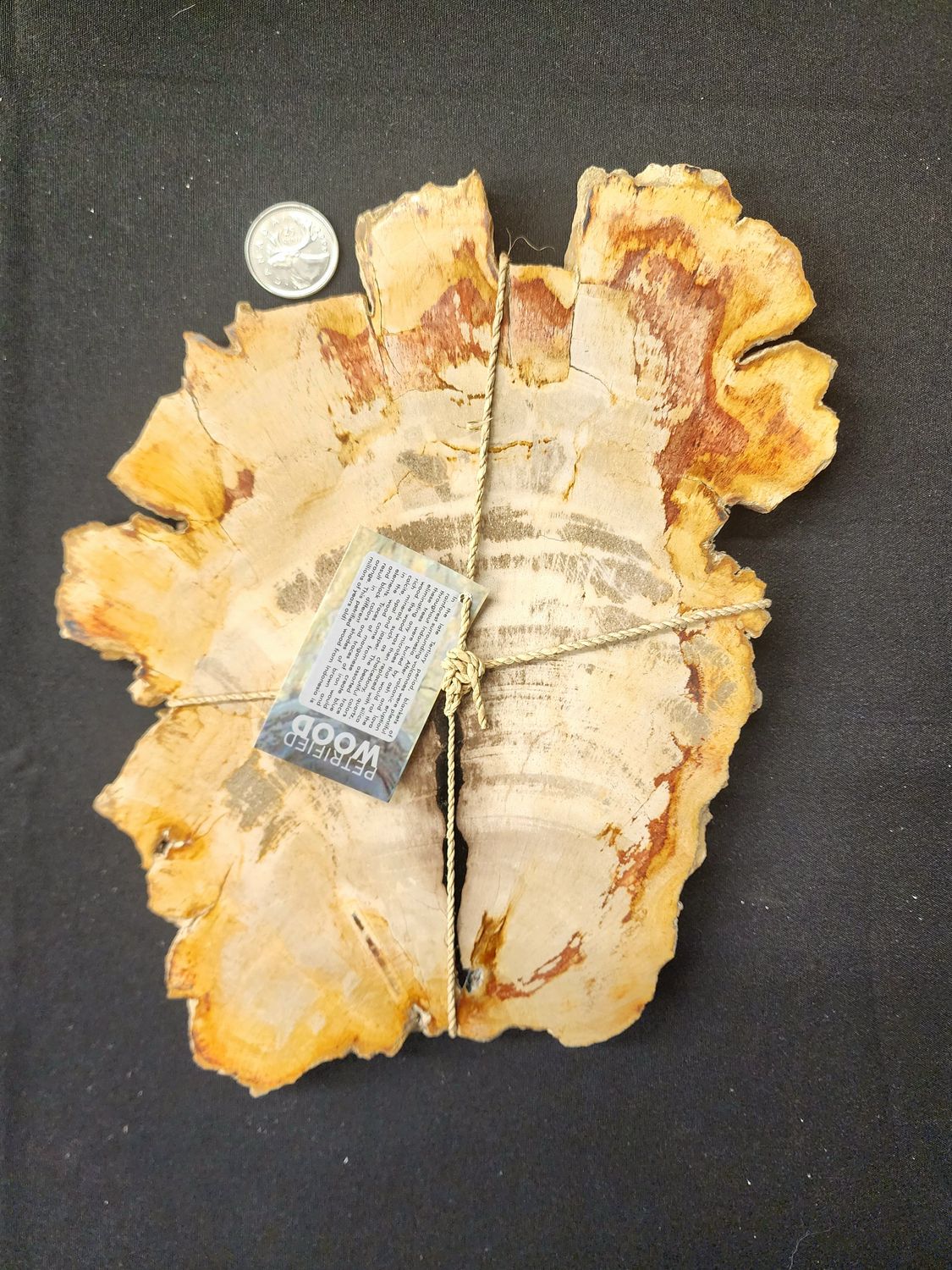 Petrified Wood Slab B