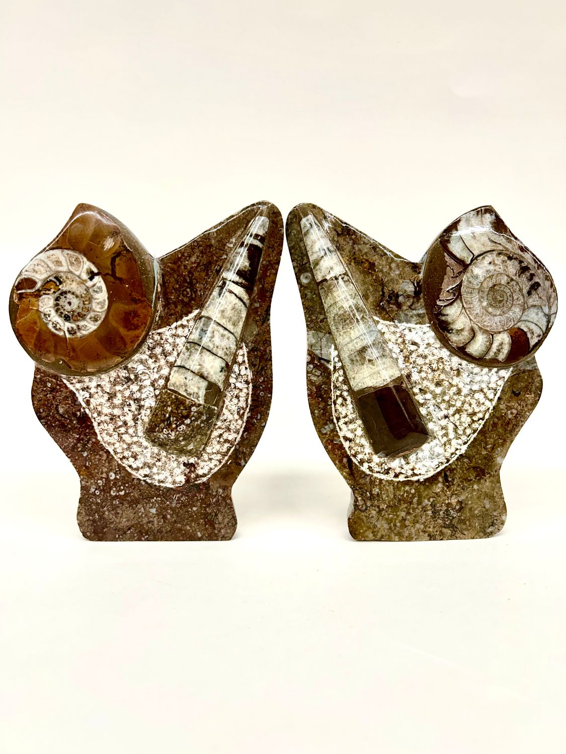 Orthoceras and Ammonite standing Fossils