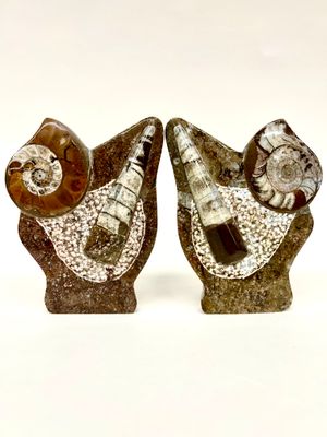 Orthoceras and Ammonite standing Fossils