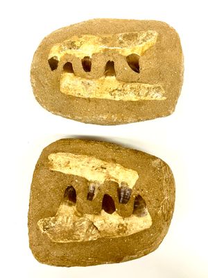 Mosasaur Jaw Fossil