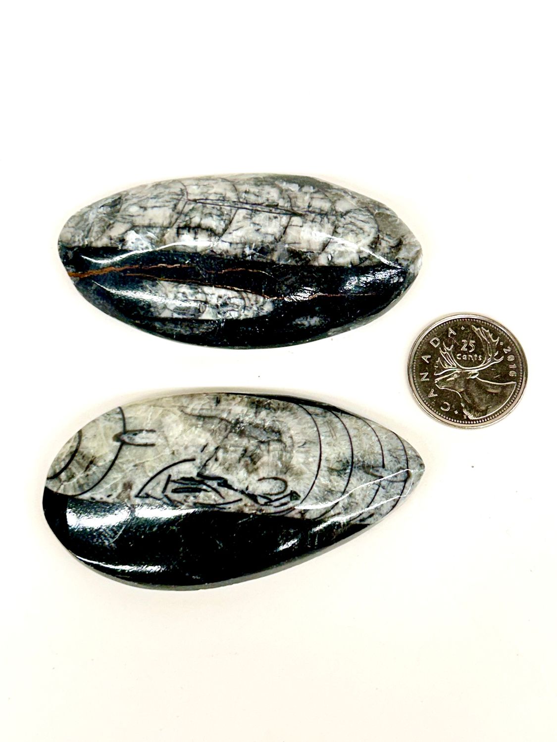Orthoceras Fossil Specimen 3&quot; (approx)