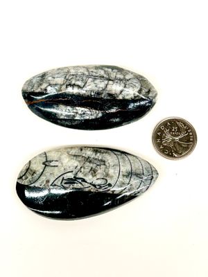 Orthoceras Fossil Specimen 3&quot; (approx)
