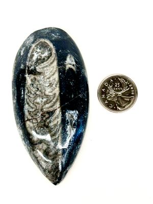 Fossil Orthoceras 3.6&quot;