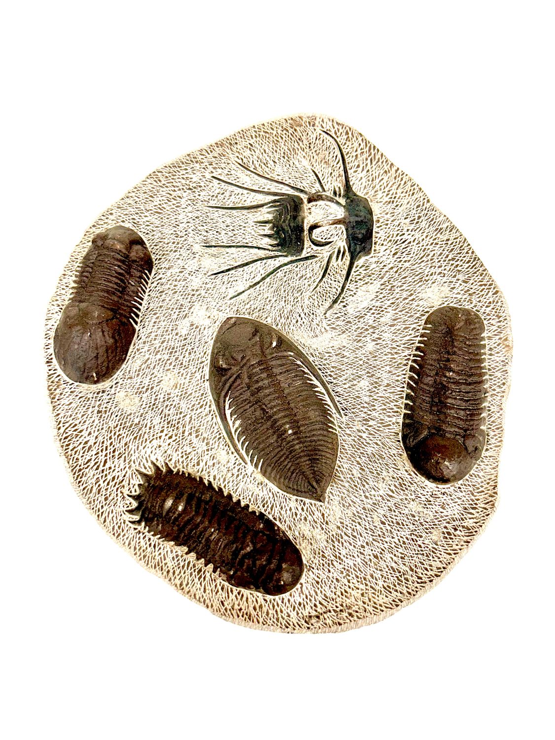 Trilobite Fossil - Plate of Specimens