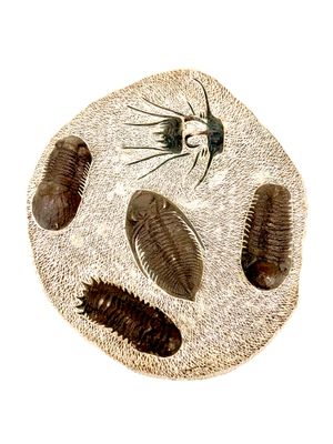 Trilobite Fossil - Plate of Specimens