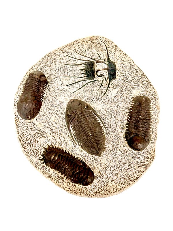 Trilobite Fossil - Plate of Specimens