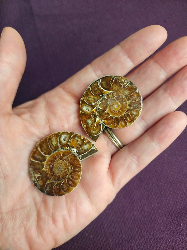 Ammonite Pairs Medium