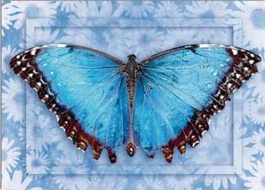 Butterfly #1 - Greeting Card