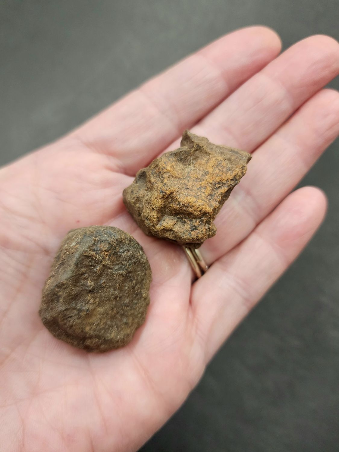 Meteorite - Morocco NWA869 c