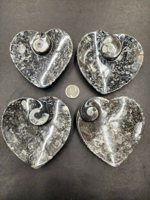 Ammonite Fossil Dish 4&quot;