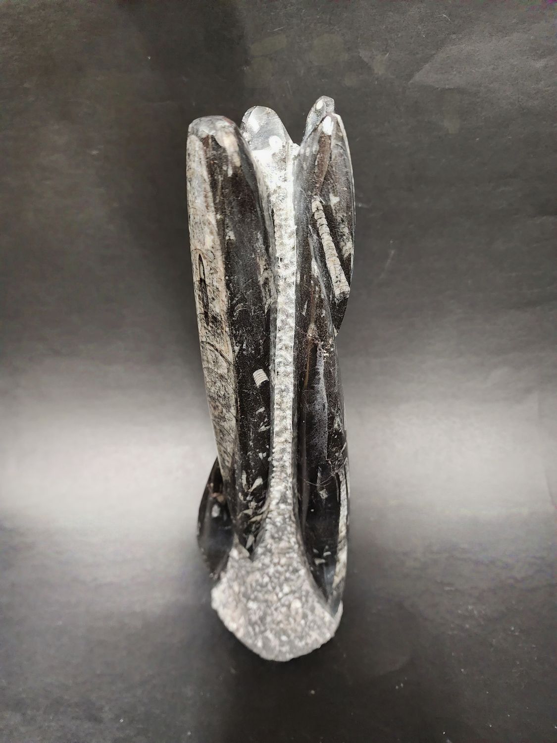 Orthoceras Fossil Cluster 13.75&quot;