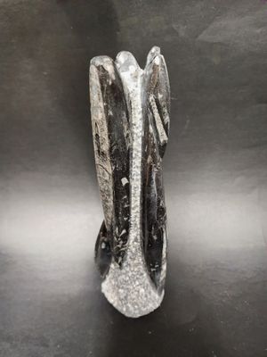 Orthoceras Fossil Cluster 13.75&quot;