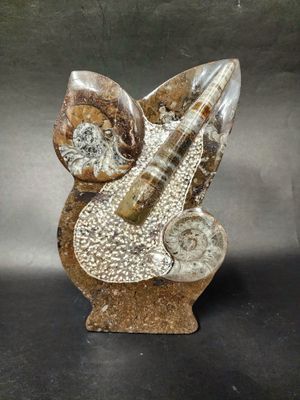 Orthoceras and Ammonite Standing Fossils - large 10&quot;