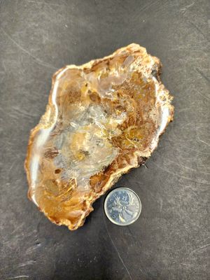 Petrified Wood Slab B