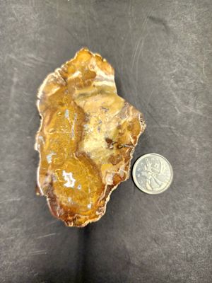 Petrified Wood Slab c