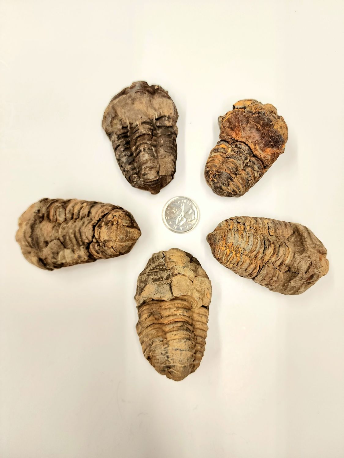 Trilobite Fossil - Full Animal