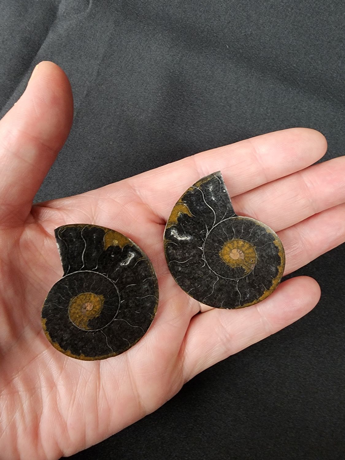 Ammonite Pairs A