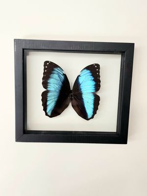 Peruvian Butterfly Frames - Morpho Achilles 8"x7"