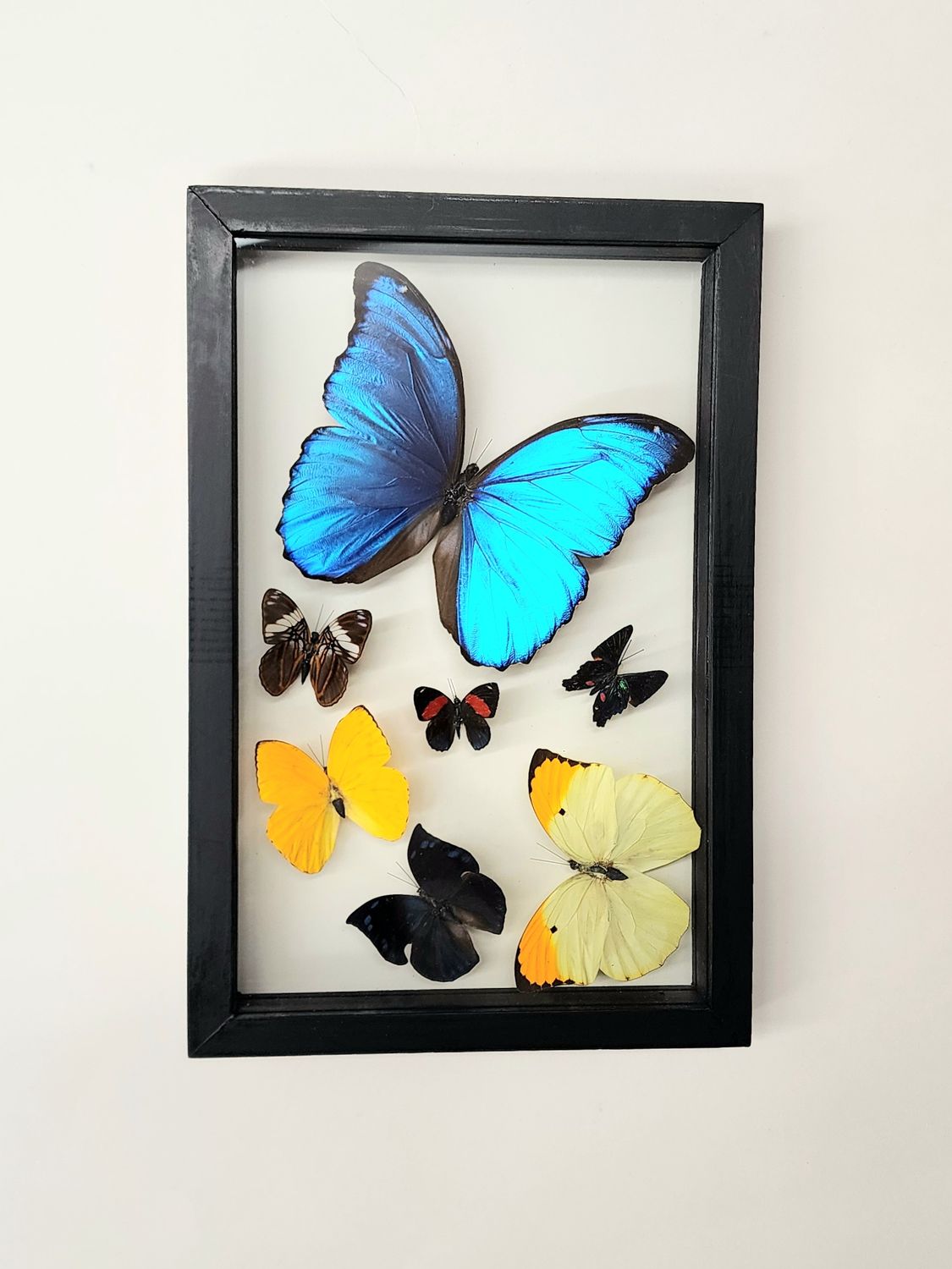 Peruvian Butterfly Frames - 12"x8"