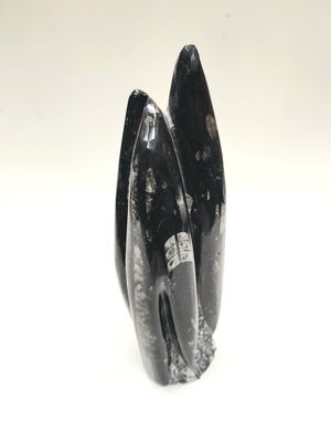 Orthoceras Fossil Cluster 10.25" to 11" tall