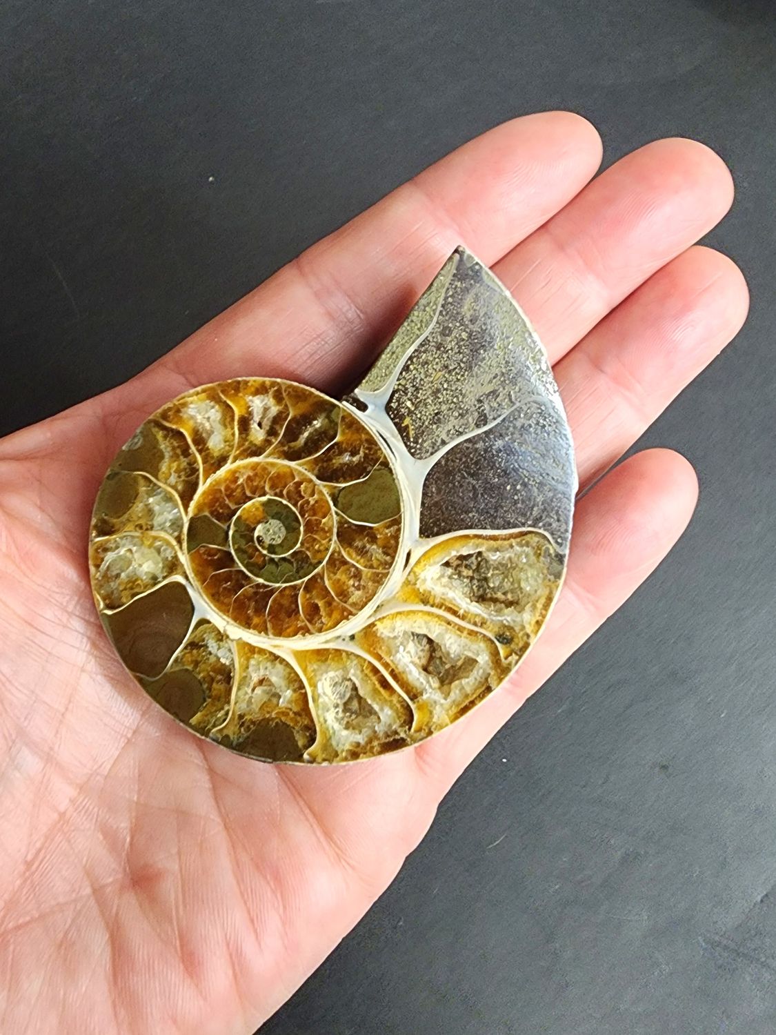 Ammonite Half