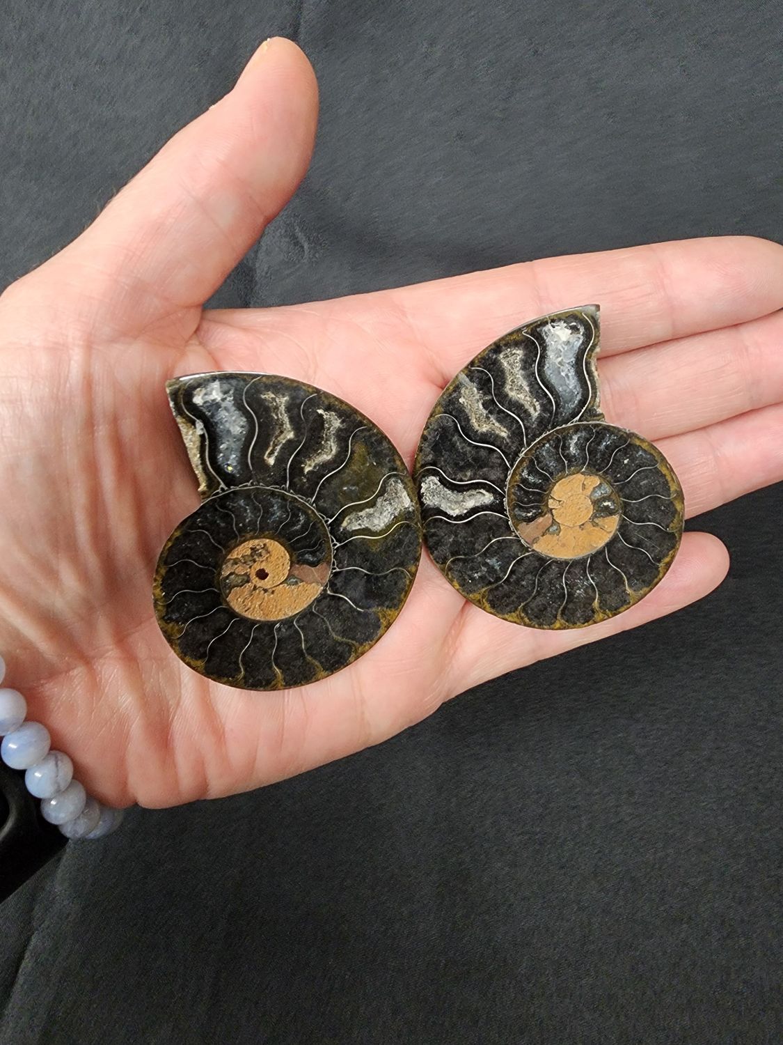 Ammonite Pairs B