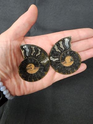 Ammonite Pairs B