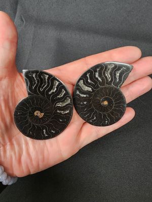 Ammonite Pairs C