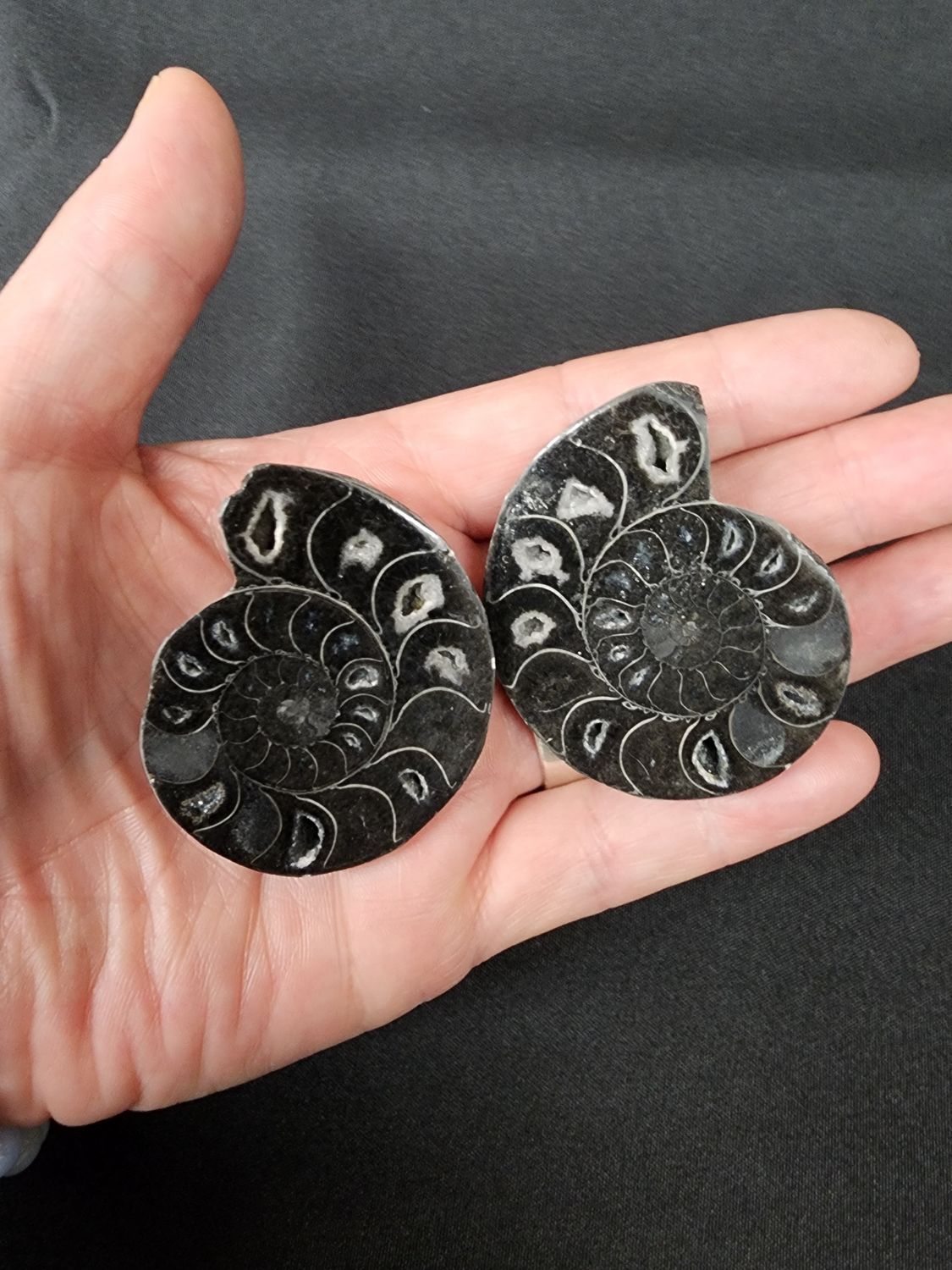 Ammonite Pairs D