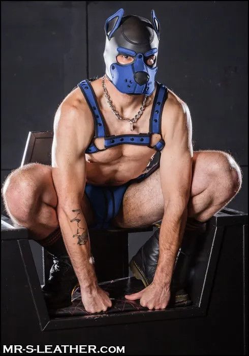 Neoprene K9 Hood, Color: Royal, Size: MED